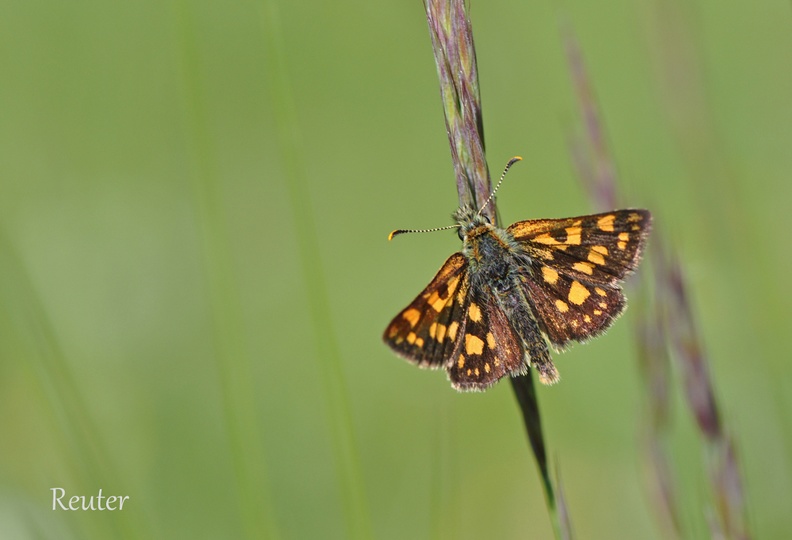 Gelbwürfeliger Dickkopffalter (Carterocephalus palaemon)